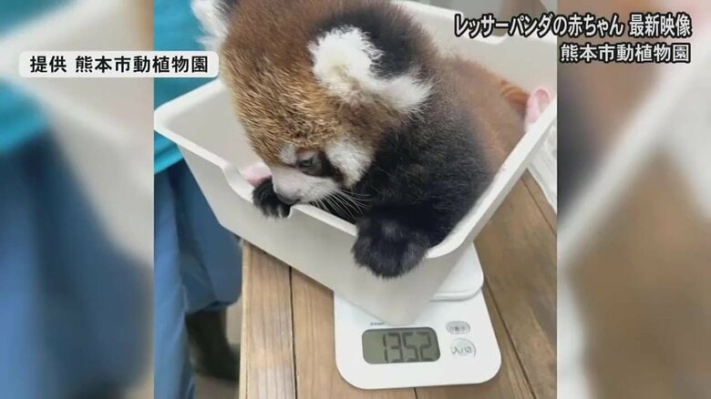生後2カ月がたち体重は1,352グラムに（提供 熊本市動植物園）
