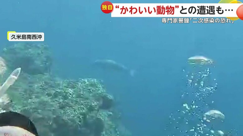 悠々と泳ぐジュゴン（4月29日、沖縄・久米島南西沖）