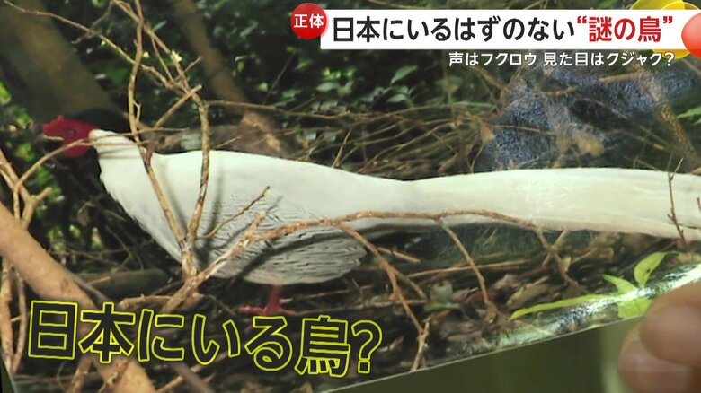 ニワトリのようにも見える見た目のナゾの鳥