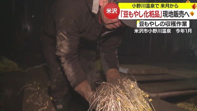 小野川温泉で「豆もやし」を育てる様子