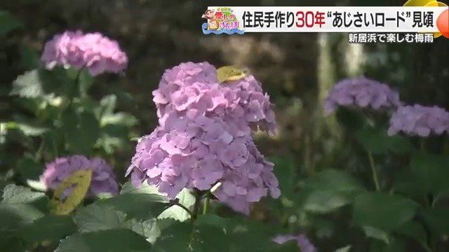 アジサイも様々な表情を持つ