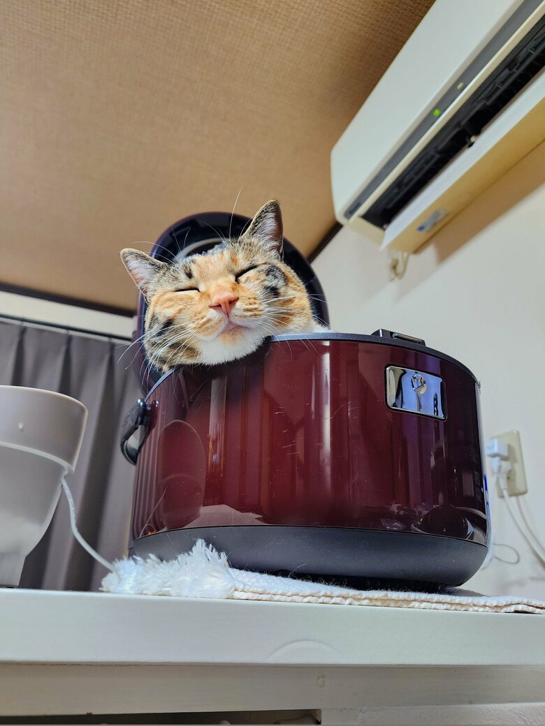 提供：にゃん報さん