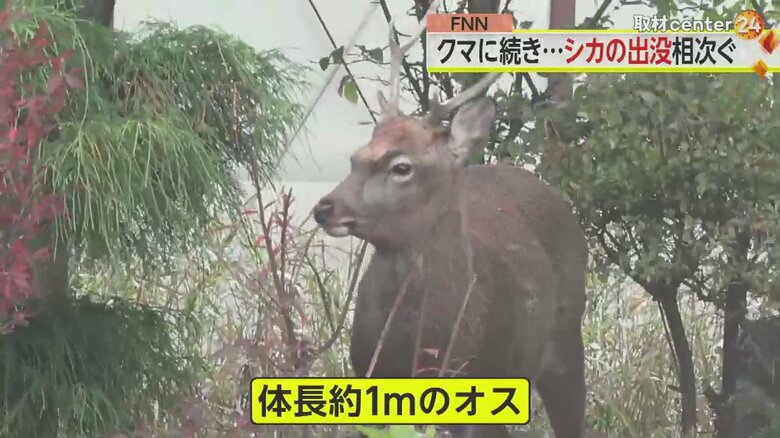札幌市の市街地に出没したシカ。二次被害を防ぐため、捕獲が難航しているという（25日）