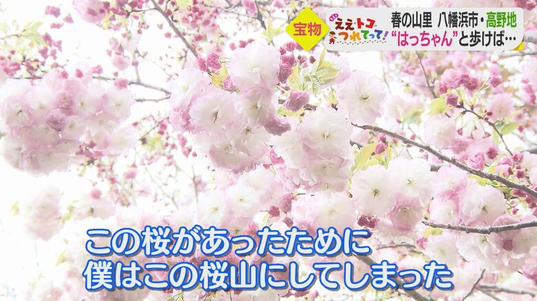 尾﨑さんが心奪われた桜「楊貴妃」