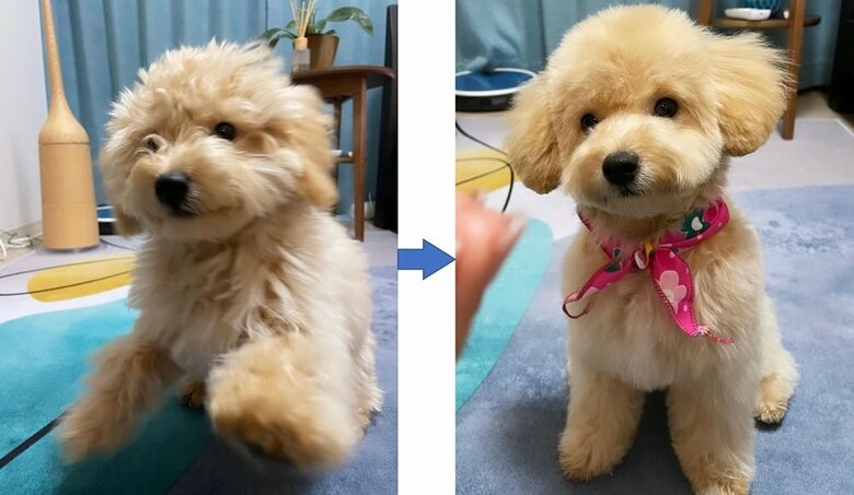 トリミングのbefore・after