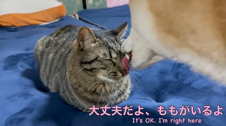 「大丈夫だよ、ももがいるよ」