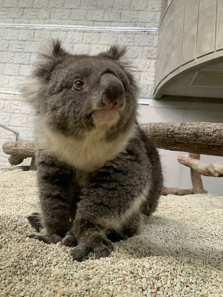 みどりちゃん（提供：イングランドの丘）