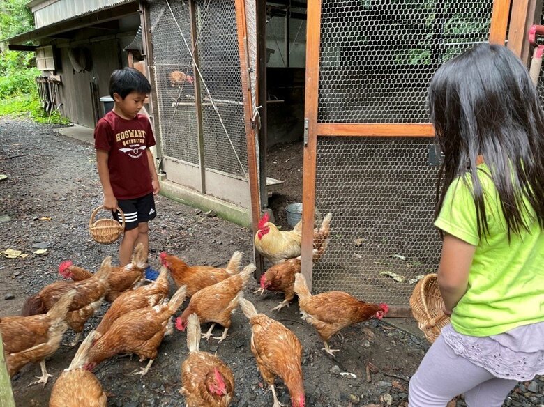 ニワトリのえさやりと卵探しは朝晩の日課