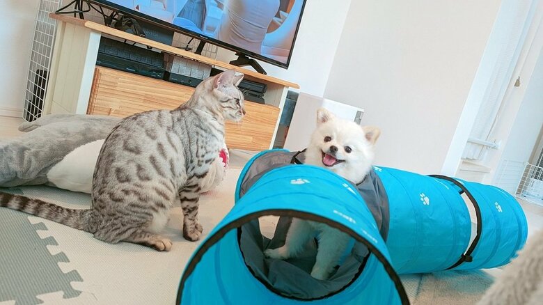 一緒に遊び中