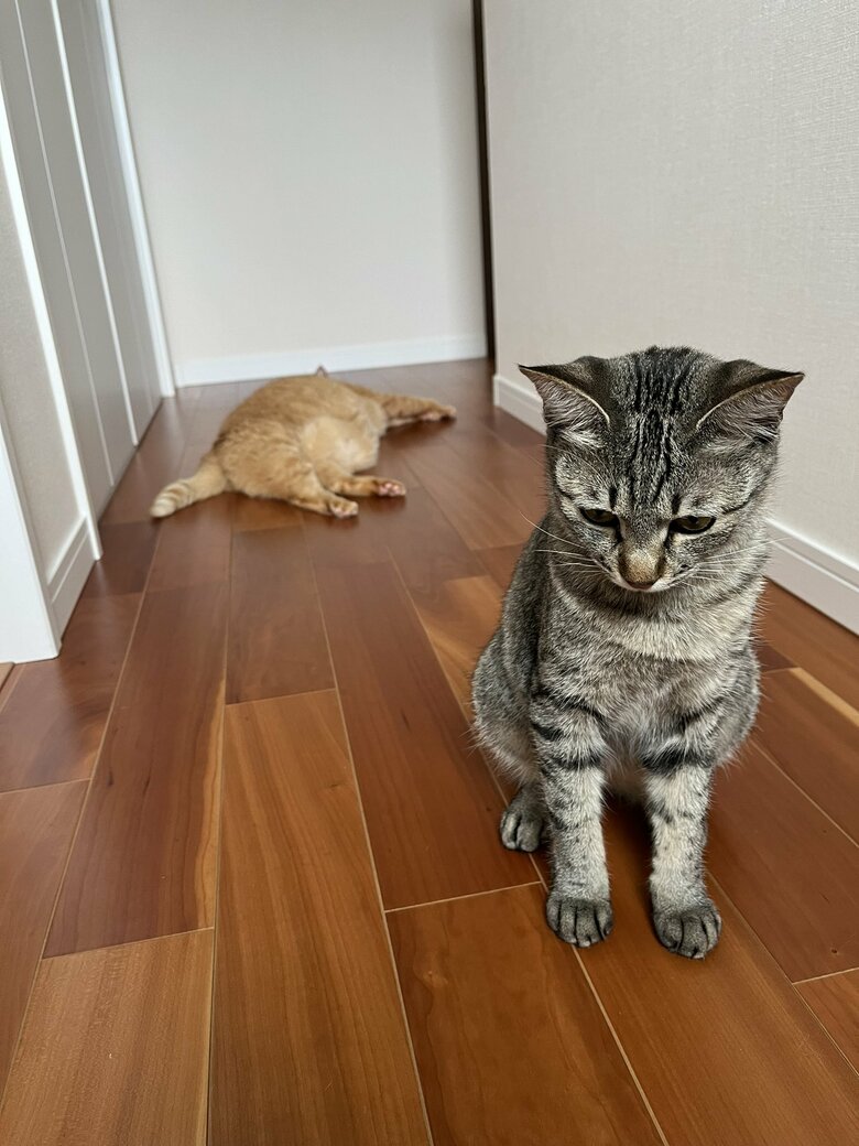 提供：すずつむふうさん