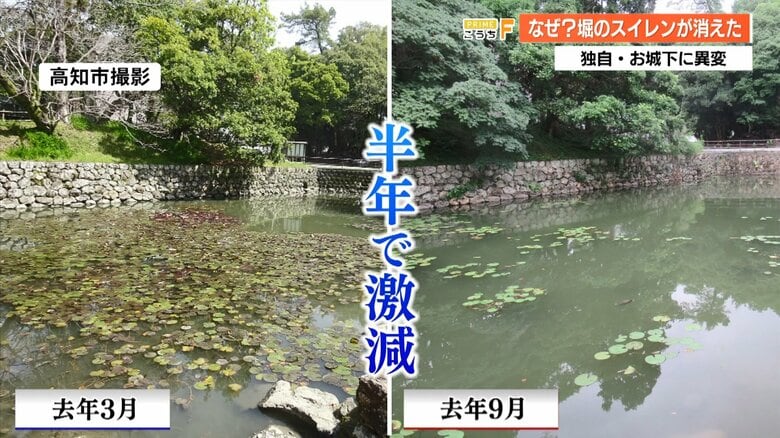 半年の間にスイレンに何が？