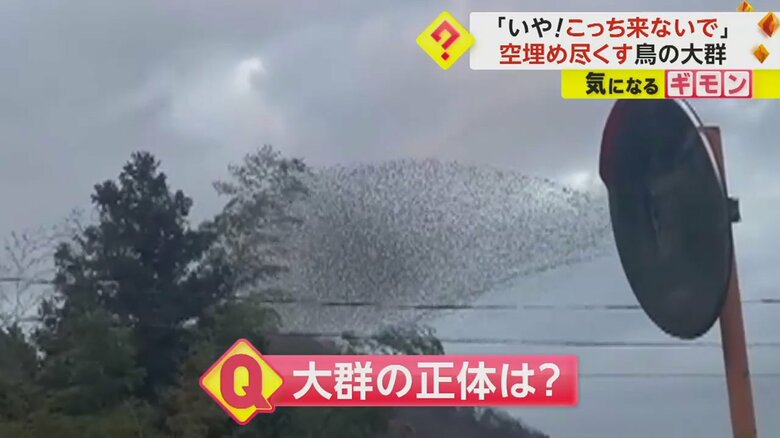 鳥の大群で、空の一部が黒く見えている