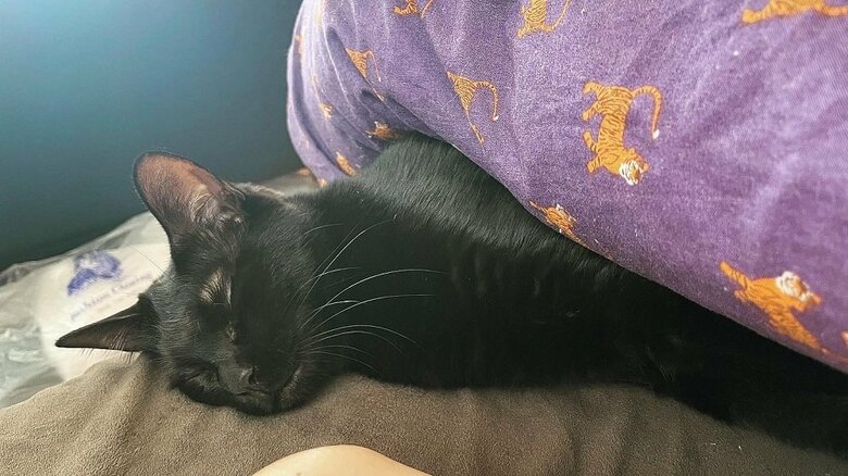 気分次第で添い寝をしてくれる