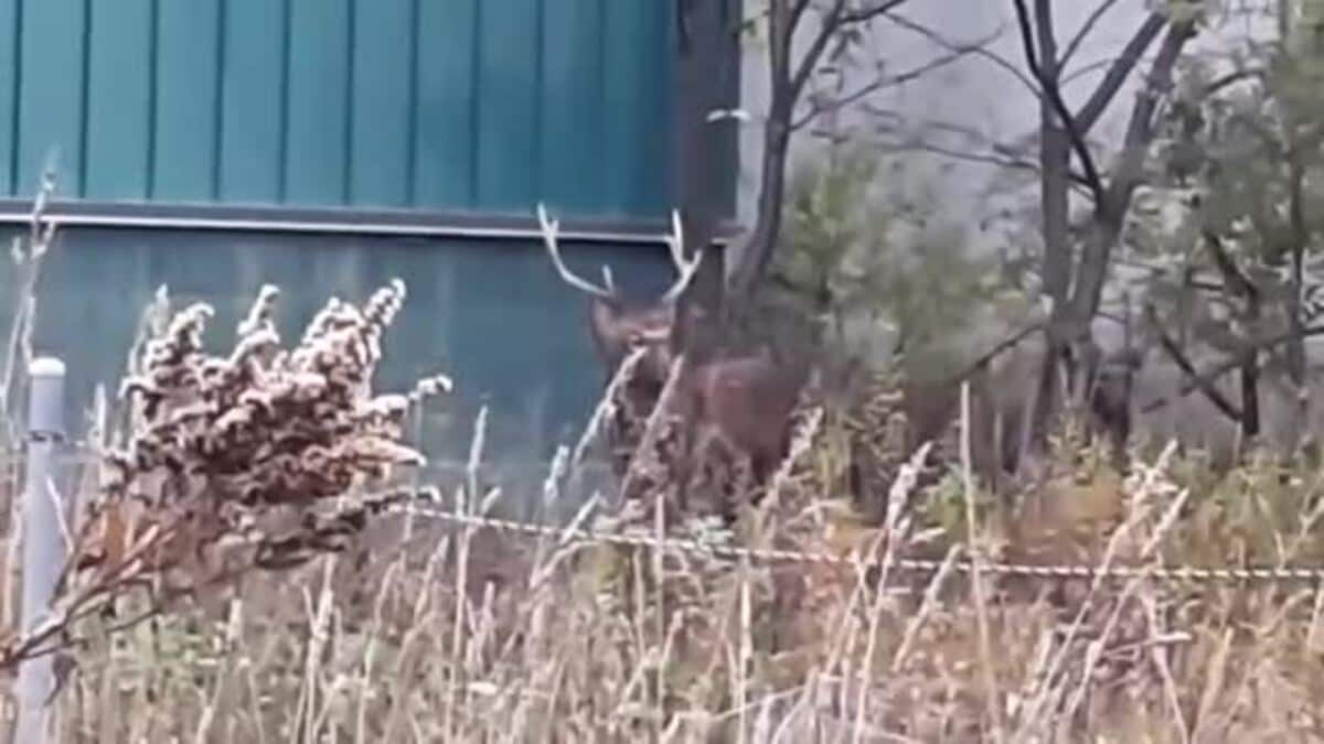 シカ速報】あさから札幌の住宅街のど真ん中でたたずむ「ツノが