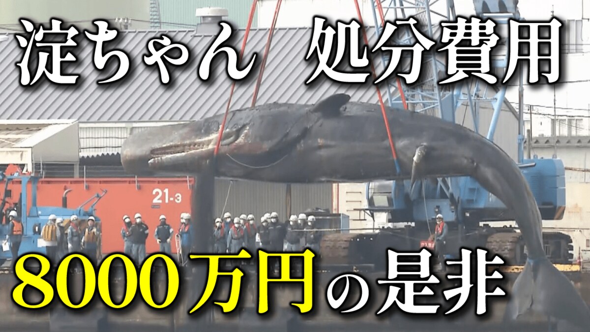 クジラの処理費用 試算の倍以上の「8000万円」業者の見積額を職員が