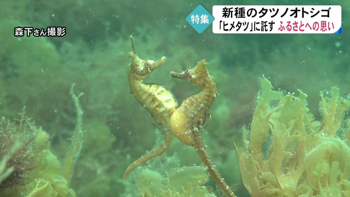 タツノオトシゴ ヒメタツ抱卵個体ペア⑧ - 魚類、水生生物