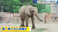 「ゾウ専用ミルク」の秘密に迫る　マルミミゾウの「メイ」出産準備　母乳にグルコサミン成分が