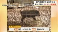 高松市の栗林公園でイノシシ１頭を捕獲　体長約１メートル…目撃情報受け園内に設置した箱わなに【香川】