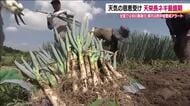 アツイ一日　子供たちは水遊び、薬味にピッタリ天栄長ネギは順調に生育、旬の桃もとめて遠路遥々【福島発】