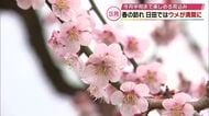 日田市で梅の花満開　約6000本が山肌を美しく彩る　訪れた人も「最高」　大分