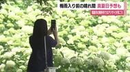 福島市の陽林寺　梅雨入りを前に2万本が境内彩る　7月上旬にかけ見ごろ迎える