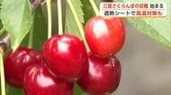 生育順調、甘さ十分！湯沢市特産「三関さくらんぼ」収穫始まる　今季は50トンの出荷見込む　秋田