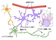 脳内の「星」アストロサイト、本来の姿を捉える手法を確立！～脳疾患のメカニズム解明に新たな光～