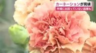 カーネーション 品種研究に活用れる見本園で見ごろに 市場に出回っていない品種も