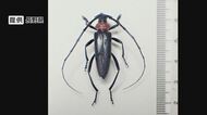 モモやプルーンを食い荒らす外来カミキリ“クビアカ”　長野県内で被害拡大　農家「大変な状況」　阿部知事も緊急会見「農業・観光に大きな影響及ぼす恐れ」対策費2000万円を計上