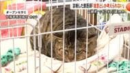 【▶動画はこちら】山都町でネコ４匹虐待か　診断した獣医師「故意としか考えられない」【熊本】