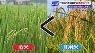 今年の新酒造りピンチ　令和の米騒動で起きた酒米不足　食用米のコシヒカリで代用も【高知】