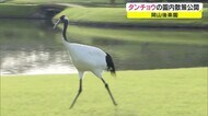 国の“特別天然記念物”が名園を散策 タンチョウが優雅に…【岡山・岡山市】