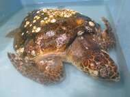 2年連続で絶滅危惧種「アカウミガメ」サケ定置網にかかる…