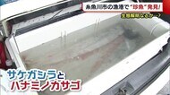 糸魚川市で