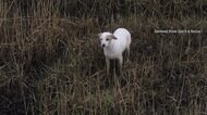 沼地で迷子に...犬を救え 誘導に成功したアイデア イギリス