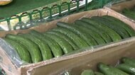 キュウリ・ナス...8月は安値 天候に恵まれ野菜の生育良好
