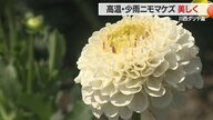 ダリアが咲きそろうまでは入園無料でお客さんを歓迎・川西ダリヤ園　高温・少雨にも負けず開園・10月まで花が楽しめる【山形発】