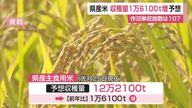 今年の県産米 前の年に比べ1万6100トン増加予想 【佐賀県】