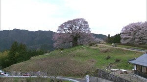 幻想的な1本サクラ 真庭市の醍醐桜ライトアップ【岡山・真庭市】