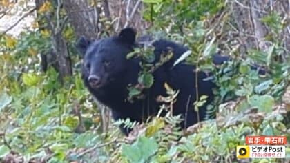【過去最悪】全国でクマ被害相次ぎ死者も…市街地の小学校近くやバス停にも出没　クマに遭遇しないための心得　専門家「河川は注意」