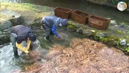 日本の金箔工芸を支える「箔合紙」などの製品に…大寒を前に和紙材料ミツマタの川ざらし【岡山】