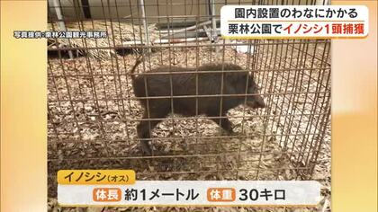 高松市の栗林公園でイノシシ１頭を捕獲　体長約１メートル…目撃情報受け園内に設置した箱わなに【香川】