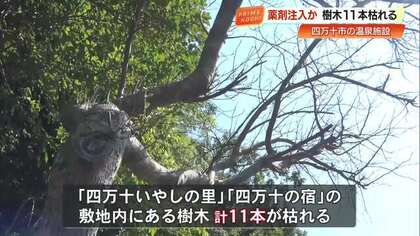 温泉施設の樹木11本にドリルで穴が開けられ枯れる　四万十市、被害額43万円超え【高知】