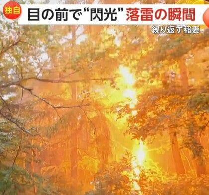 【独自】「外にいたら死んでいたかも」10m先の木に“落雷の瞬間”激写　目の前で閃光…破壊された木が衝撃物語る　群馬・嬬恋村