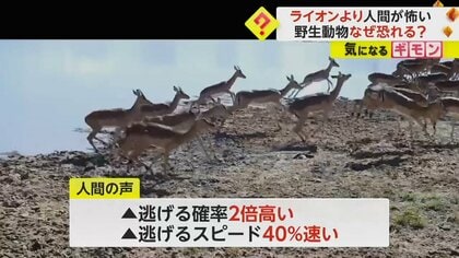 ライオンより“人間”が怖い？動物にそれぞれの声を聞かせた結果…人間の方が逃げる確率“2倍”高い　南アフリカ