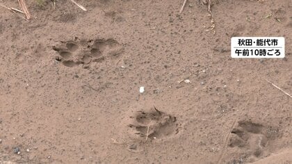 背後からクマ3頭…親子グマと鉢合わせ　きょうも各地でクマによる人的被害相次ぐ