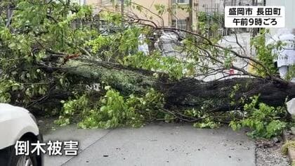 広い範囲で雨　盛岡秋まつりにも影響　15ｍの木が倒れ市道ふさぐ被害も　岩手県　