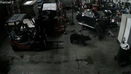 卸売市場の倉庫に入り込んだクマを箱わなで捕獲…秋田市　隣接地区で相次いで目撃も同一個体か不明