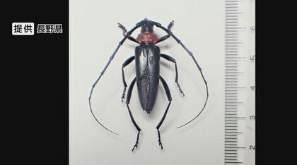 モモやプルーンを食い荒らす外来カミキリ“クビアカ”　長野県内で被害拡大　農家「大変な状況」　阿部知事も緊急会見「農業・観光に大きな影響及ぼす恐れ」対策費2000万円を計上