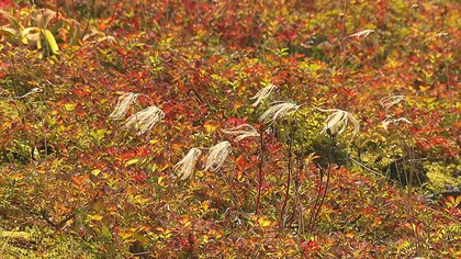秋晴れの富山、立山では紅葉の始まり～高山植物が赤や黄色に色づく季節の訪れ～